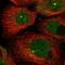 Zinc Finger Protein 280D antibody, HPA030233, Atlas Antibodies, Immunofluorescence image 
