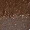 CDC42 Effector Protein 4 antibody, HPA023335, Atlas Antibodies, Immunohistochemistry frozen image 