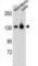 Splicing Factor 3b Subunit 3 antibody, abx026966, Abbexa, Western Blot image 