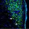 Acid Sensing Ion Channel Subunit 1 antibody, PA5-77740, Invitrogen Antibodies, Immunohistochemistry paraffin image 