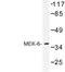 Mitogen-Activated Protein Kinase Kinase 6 antibody, LS-C176777, Lifespan Biosciences, Western Blot image 