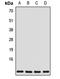 ATP Synthase Membrane Subunit G antibody, LS-C668417, Lifespan Biosciences, Western Blot image 