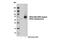 Cell Division Cycle 23 antibody, 15100S, Cell Signaling Technology, Western Blot image 