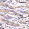 Thioredoxin, mitochondrial antibody, 14-528, ProSci, Immunohistochemistry paraffin image 