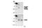 Calcium/Calmodulin Dependent Protein Kinase II Beta antibody, 3361S, Cell Signaling Technology, Western Blot image 