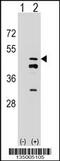 Farnesyl Diphosphate Synthase antibody, 58-051, ProSci, Western Blot image 