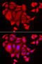 Diastrophic dysplasia protein antibody, abx004869, Abbexa, Western Blot image 