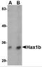 HCLS1 Associated Protein X-1 antibody, 4715, ProSci Inc, Western Blot image 