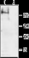 Sodium Voltage-Gated Channel Alpha Subunit 4 antibody, GTX16970, GeneTex, Western Blot image 