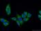 Ferredoxin 1 antibody, 12592-1-AP, Proteintech Group, Immunofluorescence image 