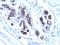 MFGM antibody, M02518, Boster Biological Technology, Immunohistochemistry paraffin image 