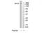 Myosin light chain kinase, smooth muscle antibody, TA312615, Origene, Western Blot image 