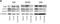 Autophagy Related 9A antibody, NB110-56893, Novus Biologicals, Western Blot image 
