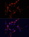 Intercellular Adhesion Molecule 1 antibody, 19-750, ProSci, Immunofluorescence image 