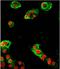 Transient Receptor Potential Cation Channel Subfamily V Member 5 antibody, orb330584, Biorbyt, Immunohistochemistry paraffin image 