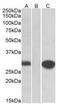 MID1 Interacting Protein 1 antibody, AP22415PU-N, Origene, Western Blot image 