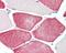 Tafazzin antibody, GTX106271, GeneTex, Immunohistochemistry paraffin image 