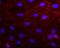 Actin Gamma 2, Smooth Muscle antibody, NB120-11003, Novus Biologicals, Immunofluorescence image 