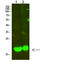 Myosin Light Chain 2 antibody, STJ99335, St John