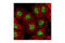 POU Class 5 Homeobox 1 antibody, 2890S, Cell Signaling Technology, Immunofluorescence image 