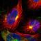 CTL2 antibody, NBP1-84337, Novus Biologicals, Immunofluorescence image 