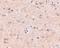 VGF Nerve Growth Factor Inducible antibody, NBP1-76906, Novus Biologicals, Immunohistochemistry frozen image 