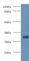 COP9 Signalosome Subunit 7A antibody, MBS7002280, MyBioSource, Western Blot image 