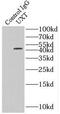 Ubiquitously Expressed Prefoldin Like Chaperone antibody, FNab09353, FineTest, Immunoprecipitation image 