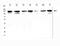 Minichromosome Maintenance Complex Component 2 antibody, A00374-1, Boster Biological Technology, Western Blot image 