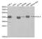 Major Histocompatibility Complex, Class I, A antibody, AHP2479, Bio-Rad (formerly AbD Serotec) , Western Blot image 