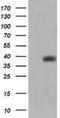 Tripartite motif-containing protein 44 antibody, NBP2-46222, Novus Biologicals, Western Blot image 