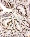 Interferon Regulatory Factor 1 antibody, PA5-79514, Invitrogen Antibodies, Immunohistochemistry frozen image 