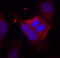 Protein Phosphatase 1 Regulatory Inhibitor Subunit 1B antibody, abx000477, Abbexa, Immunocytochemistry image 