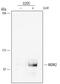 MDM2 Proto-Oncogene antibody, MAB1244, R&D Systems, Western Blot image 