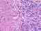 Duffy antigen/chemokine receptor antibody, orb95119, Biorbyt, Immunohistochemistry paraffin image 