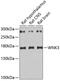 WNK Lysine Deficient Protein Kinase 3 antibody, 19-741, ProSci, Western Blot image 
