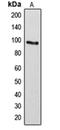 Rho GTPase Activating Protein 17 antibody, orb215207, Biorbyt, Western Blot image 