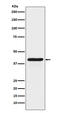 Indoleamine 2,3-Dioxygenase 1 antibody, M01705-4, Boster Biological Technology, Western Blot image 