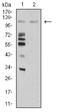 Mindbomb E3 Ubiquitin Protein Ligase 1 antibody, NBP2-61864, Novus Biologicals, Western Blot image 