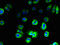 Solute Carrier Family 36 Member 3 antibody, LS-C395290, Lifespan Biosciences, Immunofluorescence image 