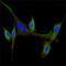 Epidermal Growth Factor antibody, STJ98013, St John