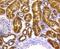 KIT Ligand antibody, NBP2-67622, Novus Biologicals, Immunohistochemistry paraffin image 