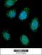 Dystrobrevin Alpha antibody, 56-512, ProSci, Immunofluorescence image 