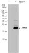 MAF BZIP Transcription Factor F antibody, PA5-35918, Invitrogen Antibodies, Western Blot image 