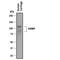 Cartilage Oligomeric Matrix Protein antibody, AF3134, R&D Systems, Western Blot image 