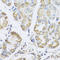 Protein Kinase AMP-Activated Non-Catalytic Subunit Gamma 1 antibody, LS-C346346, Lifespan Biosciences, Immunohistochemistry frozen image 