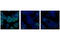 Cyclin Dependent Kinase 1 antibody, 9116S, Cell Signaling Technology, Immunofluorescence image 