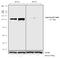 Janus Kinase 2 antibody, 701895, Invitrogen Antibodies, Western Blot image 