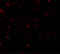 Transcription Factor EB antibody, 6801, ProSci, Immunofluorescence image 