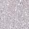 Golgin A3 antibody, HPA039809, Atlas Antibodies, Immunohistochemistry frozen image 